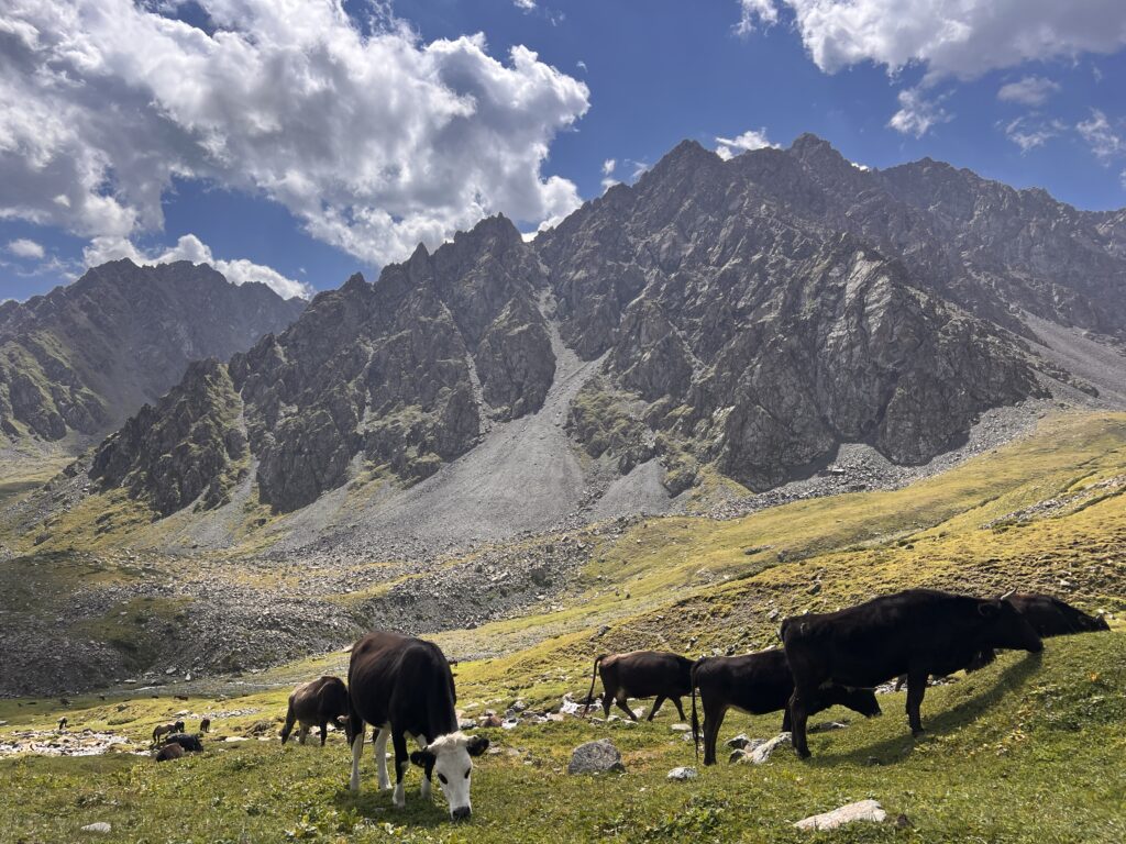 アルティンアラシャン谷の牛たち