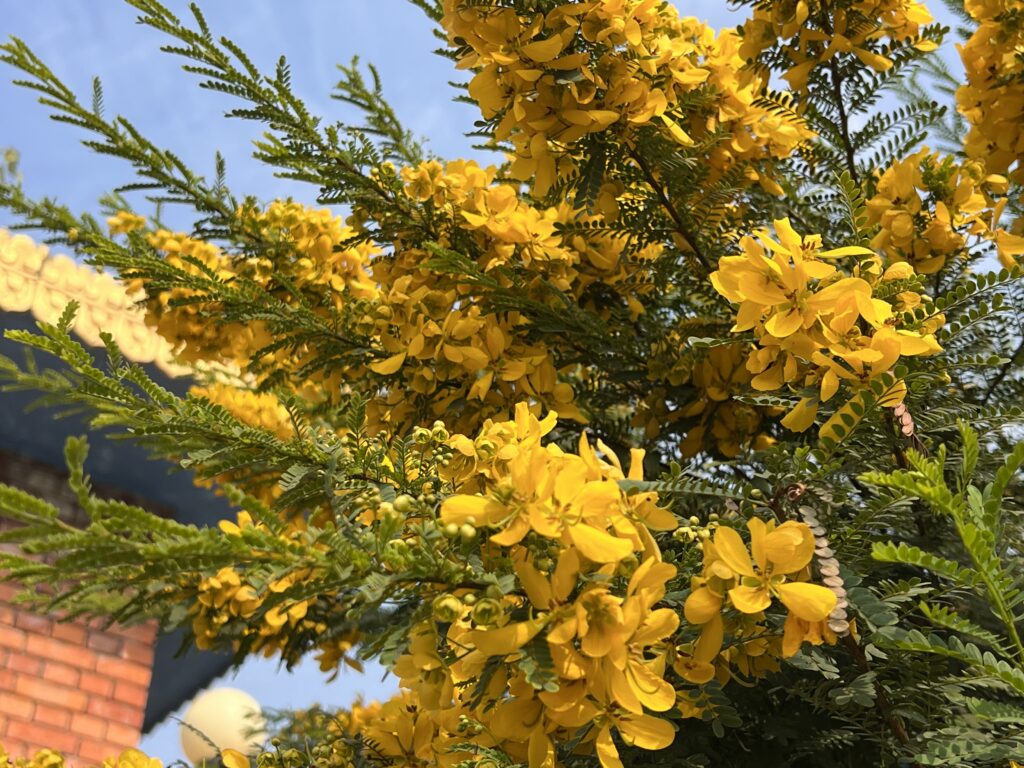 ネパールの黄色いお花