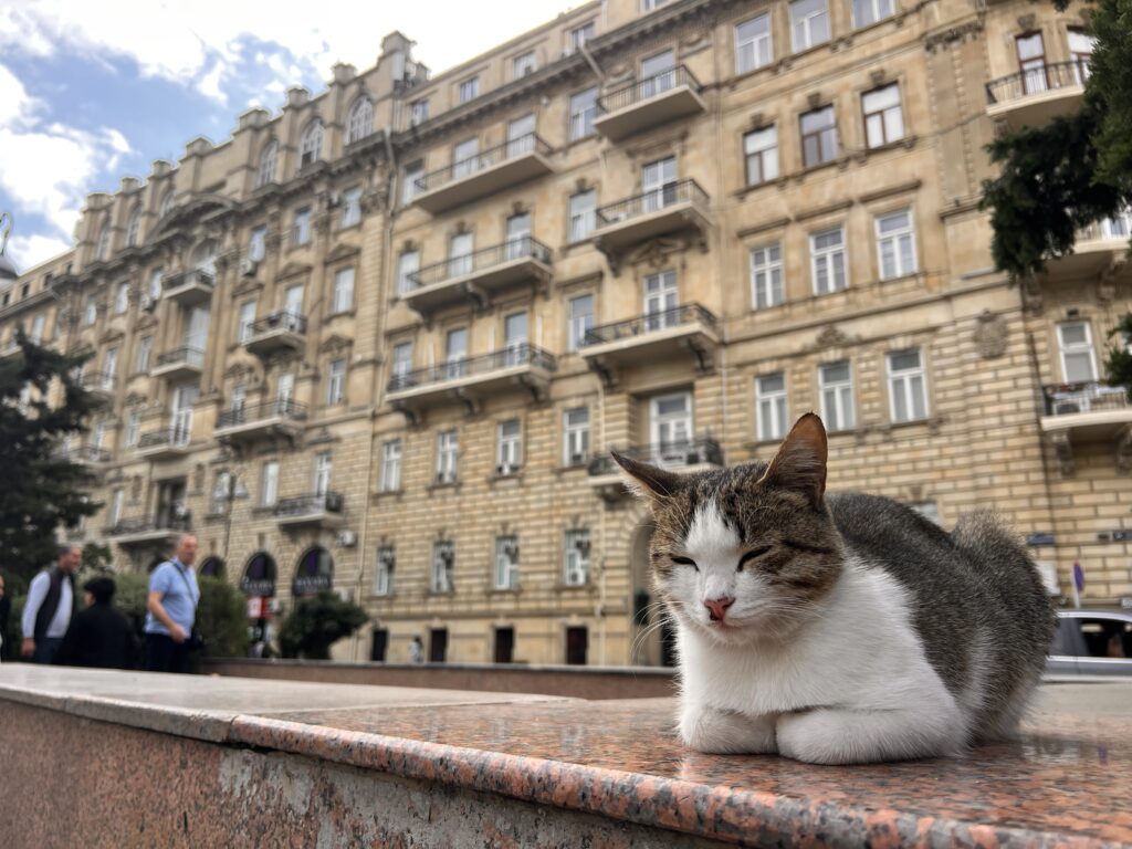 アゼルバイジャンの猫