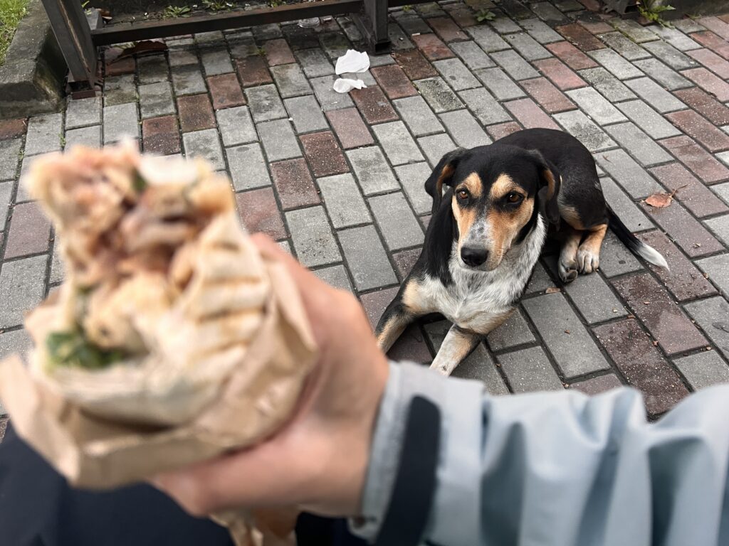 食べ物を見つめる犬
