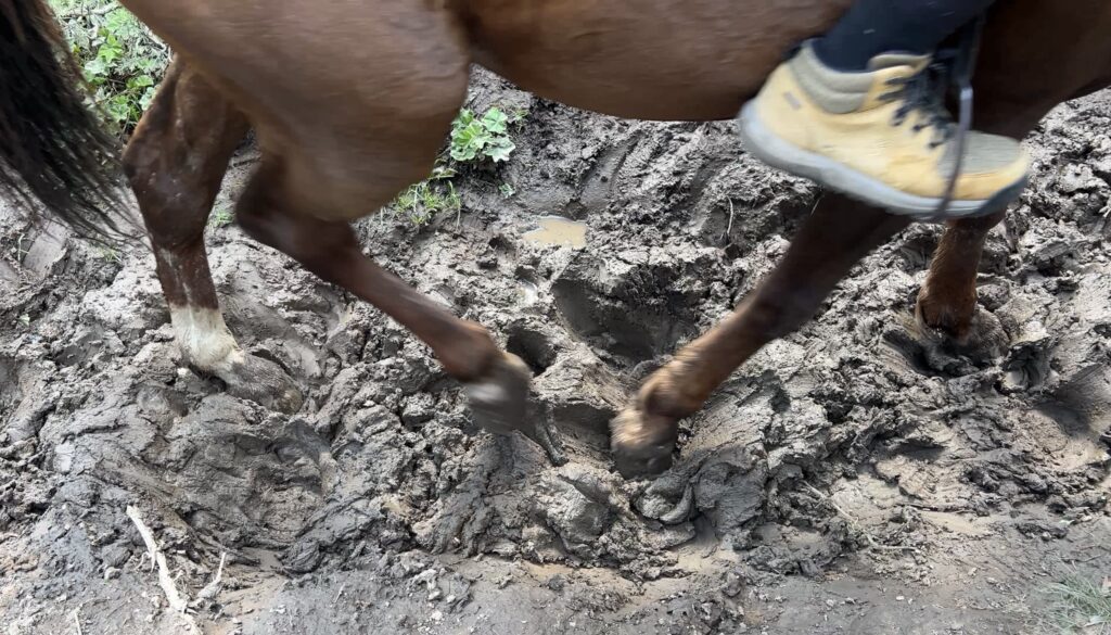 アルティンアラシャン馬が歩く泥道