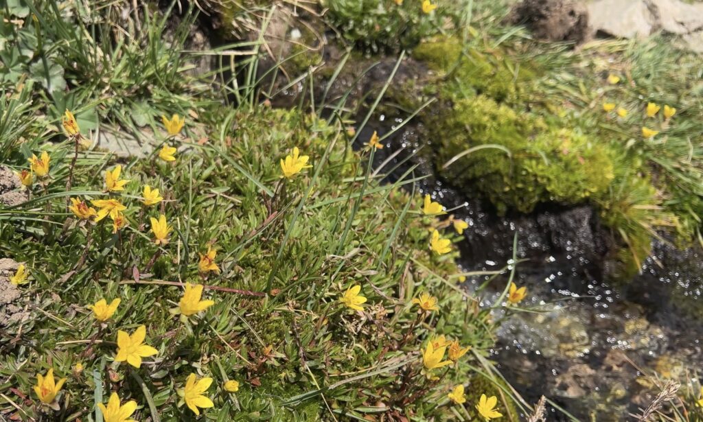 アルティンアラシャン湧水