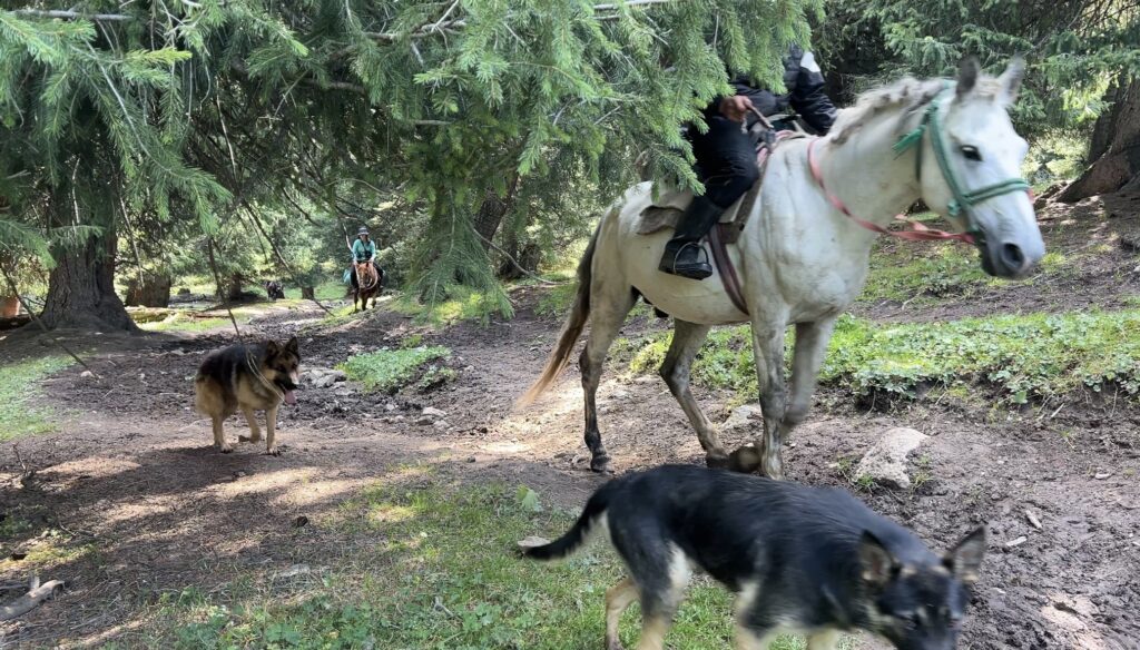 アルティンアラシャン序盤の森