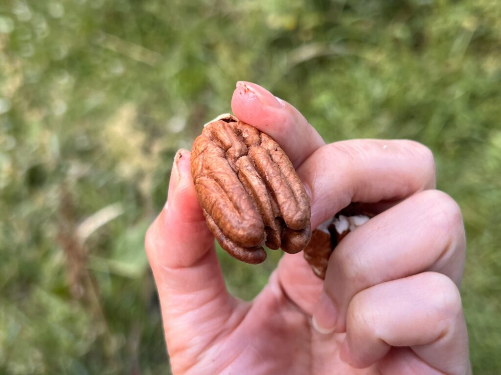 ピーカンナッツ