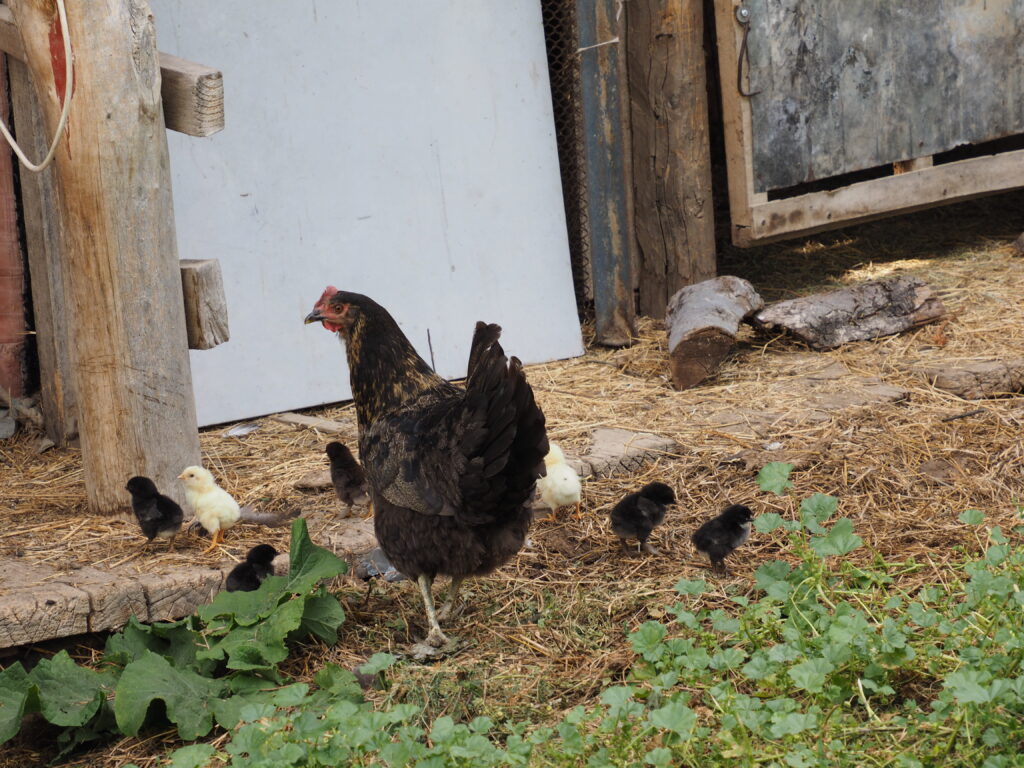 庭のニワトリ
