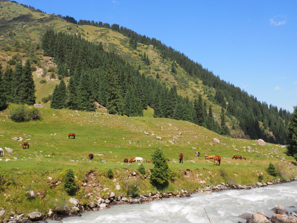 アルティンアラシャン馬の楽園