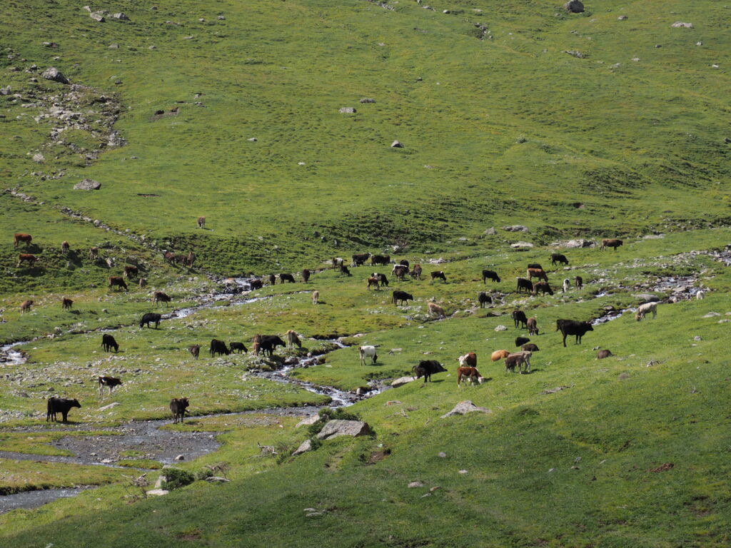 アルティンアラシャン谷の放牧