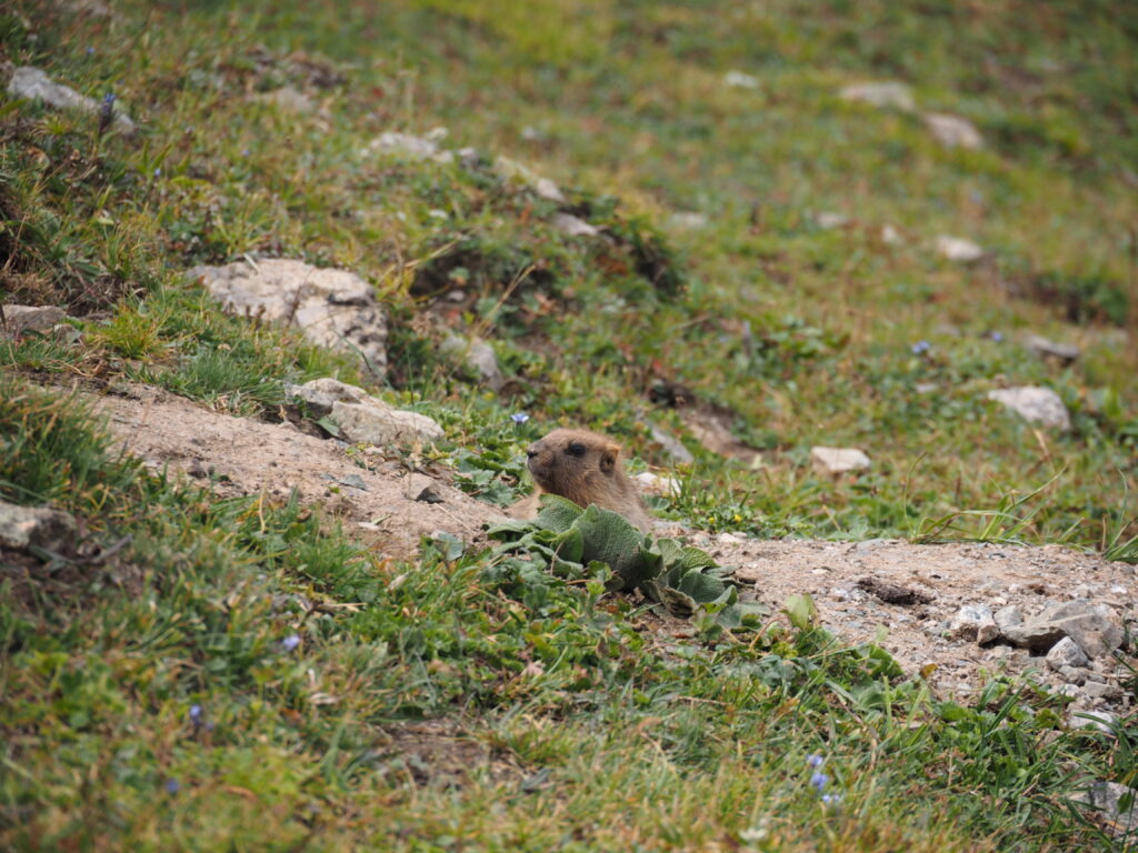アルティンアラシャンのマーモット?