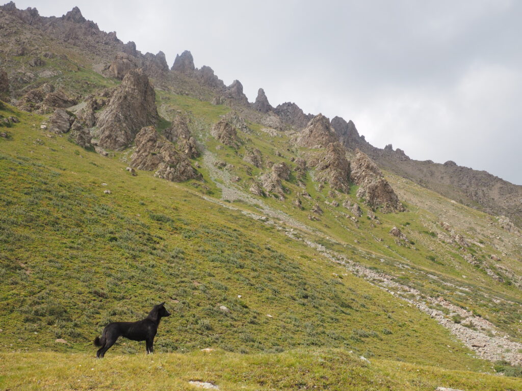 アルティンアラシャン犬