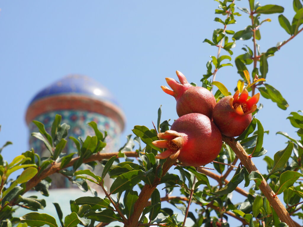 ウズベキスタンの柘榴