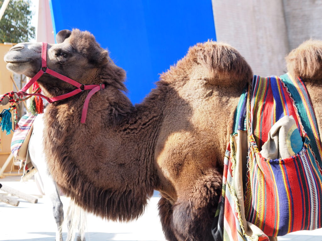 撮影用に飾られたラクダさん