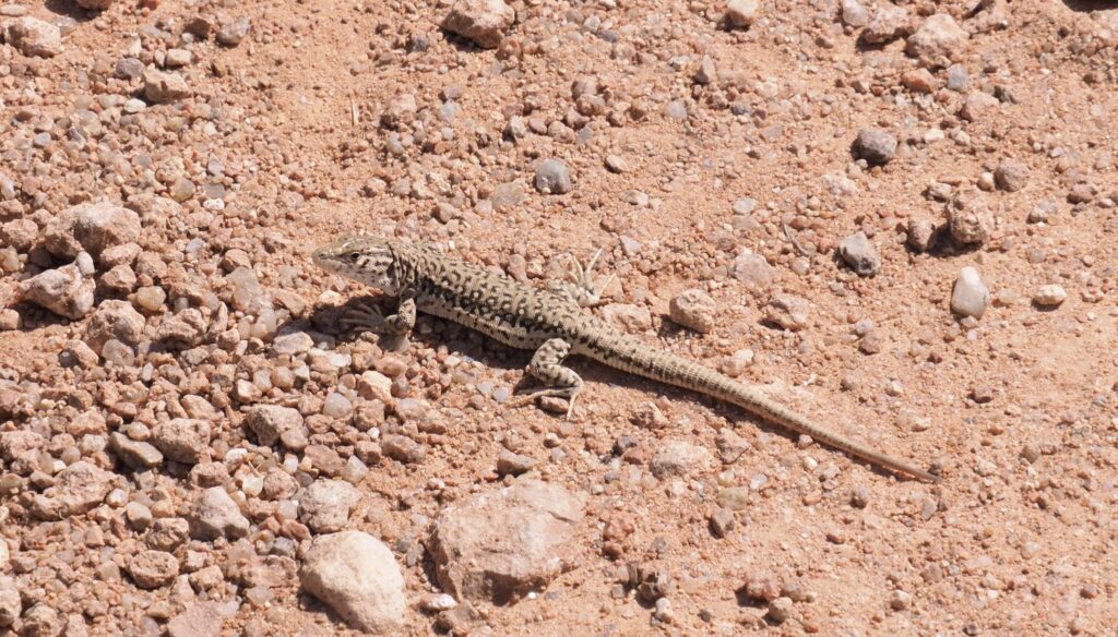 スカスカ渓谷トカゲ