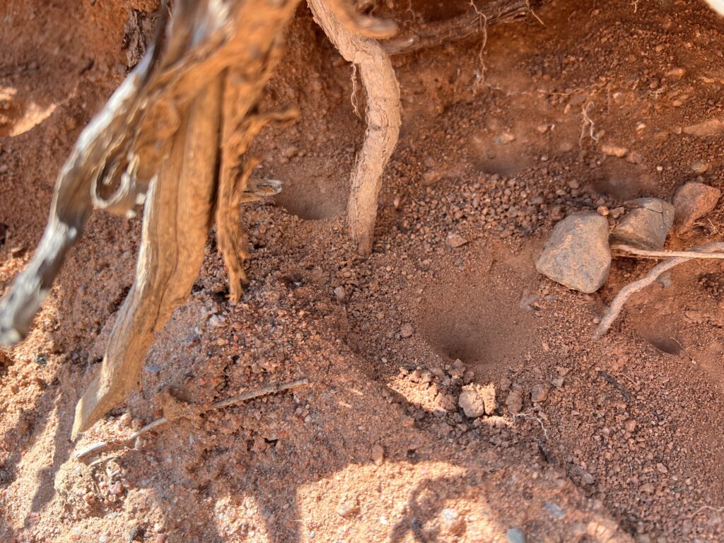 スカスカ渓谷蟻地獄