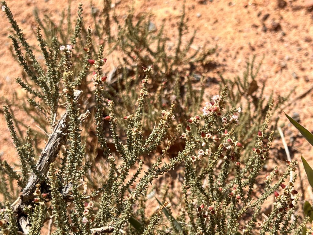 スカスカ渓谷不思議な植物