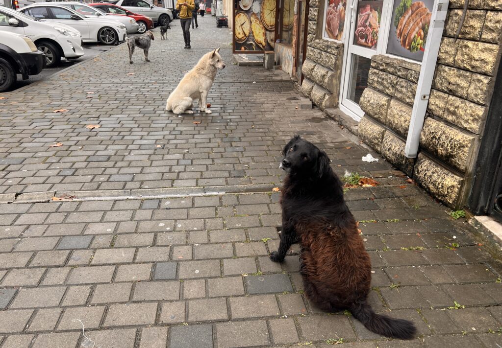 クタイシの野良犬たち