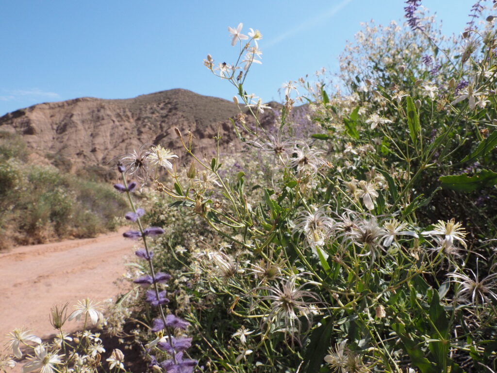 スカスカ渓谷への道に咲く花