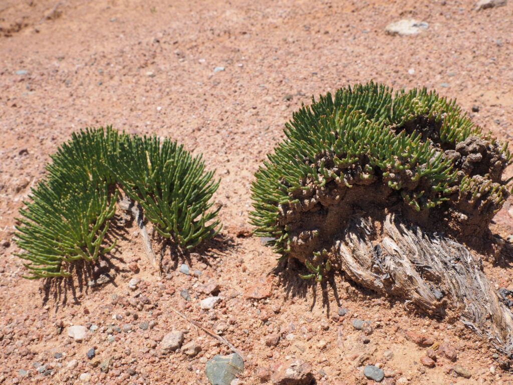 スカスカ渓谷不思議な植物