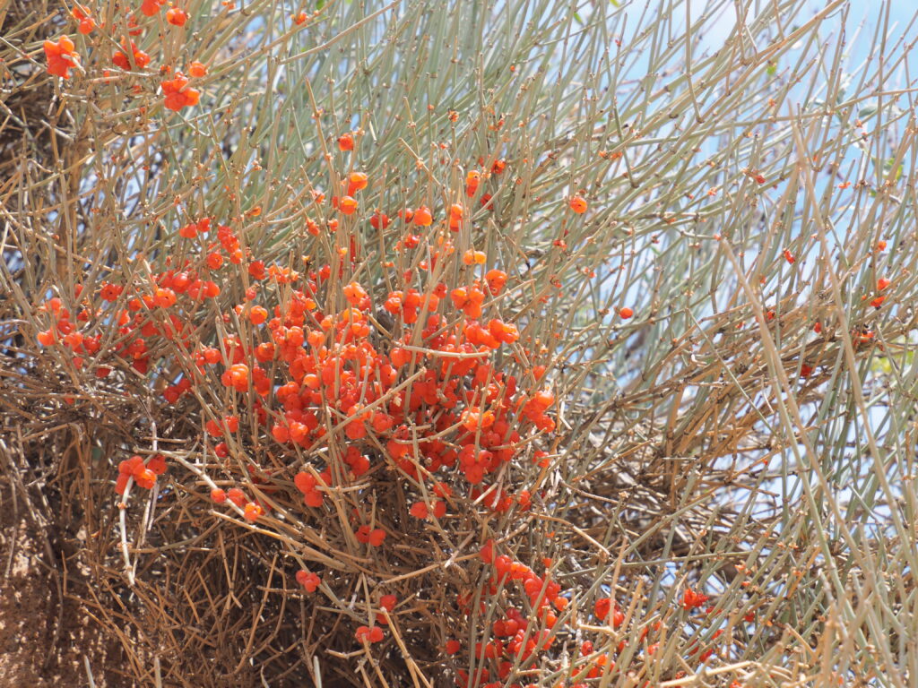 スカスカ渓谷不思議な植物