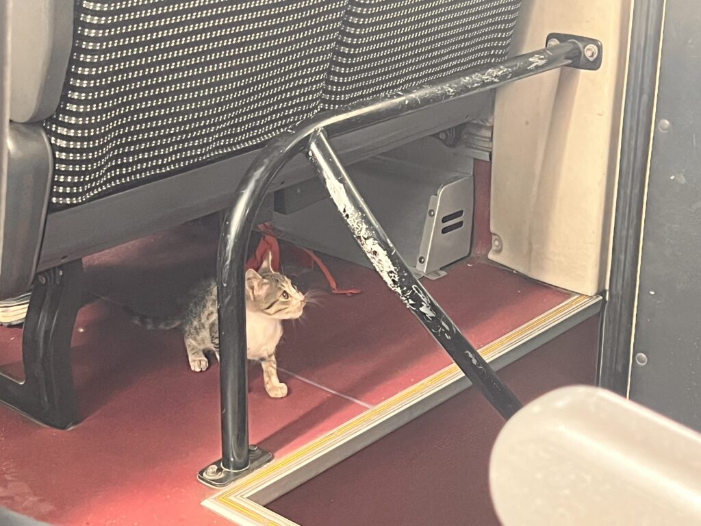 アゼルバイジャンの迷い猫