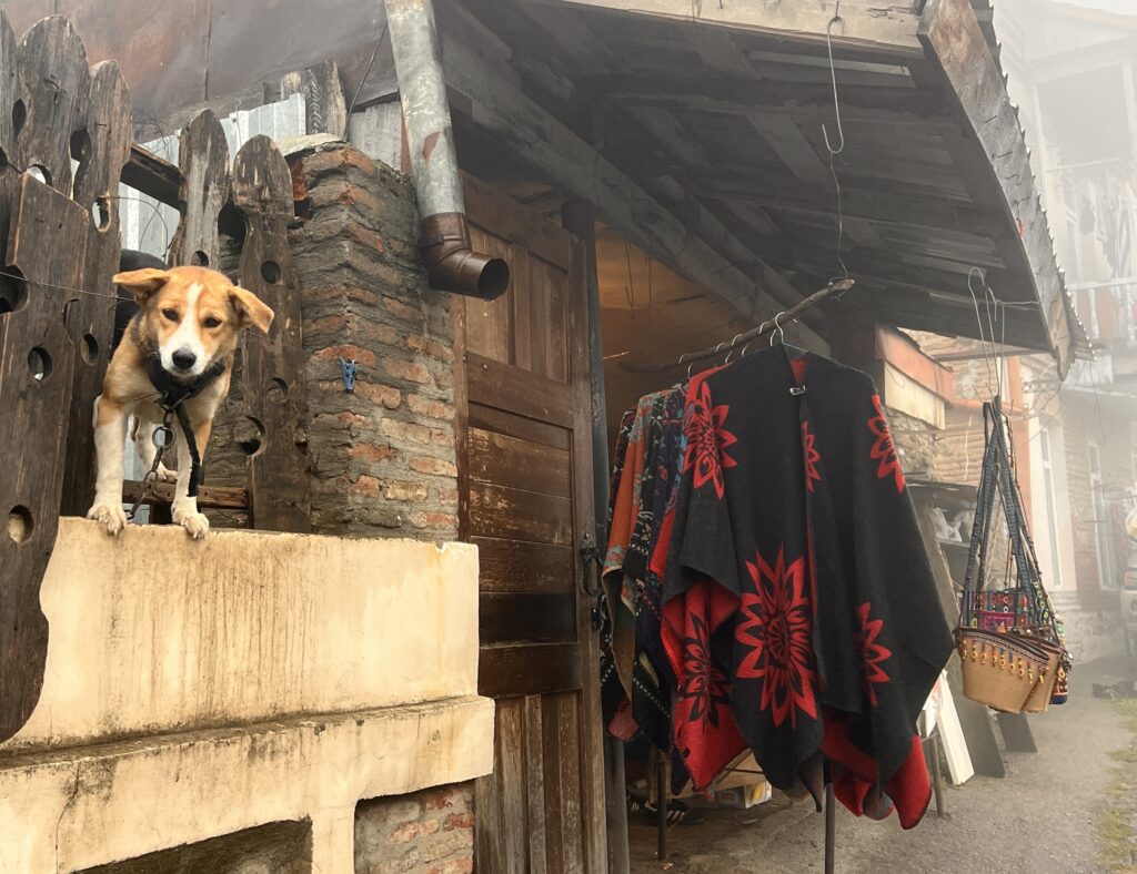 シグナギの犬