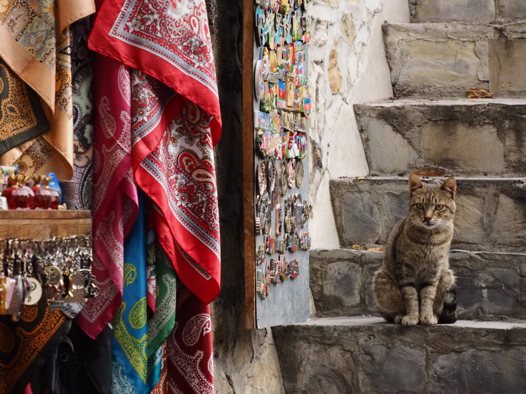 シェキの猫